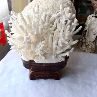 白珊瑚的作用_白珊瑚的作用【价格 图片 打折 包邮】