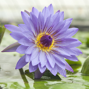 可以泡茶喝的莲花九品香水莲热带睡莲水生花卉黄颜色种苗