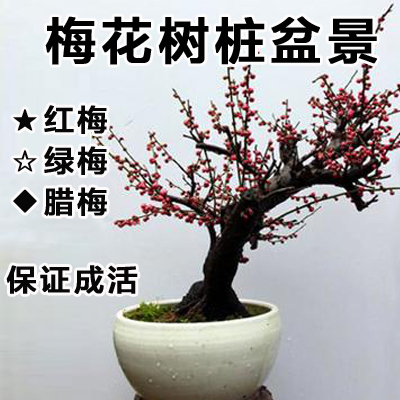 梅花红梅花 树桩盆景 包成活 室内 em>绿植盆栽 /em> 造型盆景树桩