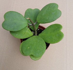 壁纸 草 绿色 植物 桌面 300_288图片