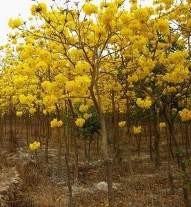 黄花风铃木树近期销量