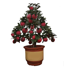 盆栽苹果树苗植物室内盆栽果树苗南方北方种植水果苗当年结果