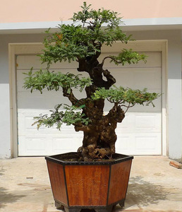 云南红芽清香木盆栽下山桩 驱蚊树常绿植物室内提神芳香盆景花卉