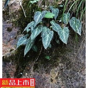 野生新鲜中药材滴水珠斑叶滴水珠 岩芋 独叶一枝花 石蜘蛛