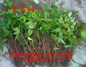 野生三叶青种苗/盆栽金线吊葫芦种子/石老鼠/药材/三叶青种子种苗
