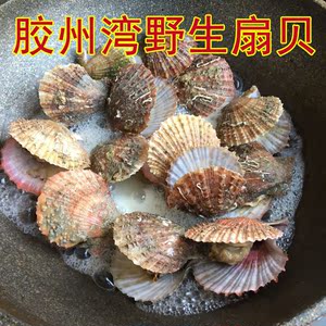 青岛野生扇贝鲜活刺贝可烧烤扇贝带壳鲜活小红贝 海鲜贝4斤包邮