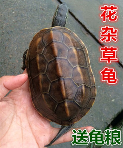 活体乌龟花杂草成年公龟背甲12-15厘米宠物龟深水龟特价促销