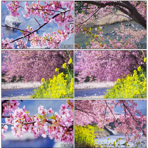 大自然植物 唯美空镜头春天桃花枝头鲜花盛开 高清实拍视频素材