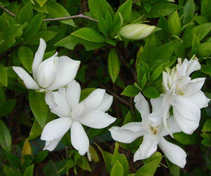 室内盆栽花卉绿植小叶栀子 雀舌栀子花苗小花桅子四季常青