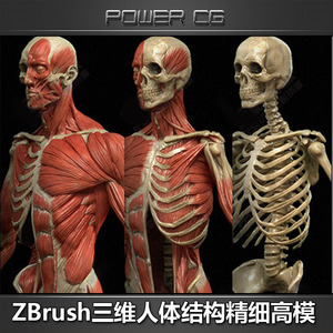 zbrush4r7版三维人体肌肉骨骼雕刻高精细模型3d资源素材库参考