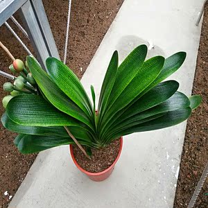 长春刘氏君子兰粗筋花脸油匠大脉档大色差室内大型绿植君子兰盆景图片