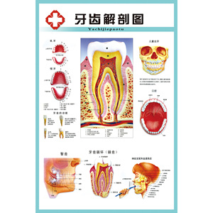 牙齿解剖结构图疾病构造成人牙列知识口腔保健医院装饰画海报贴画
