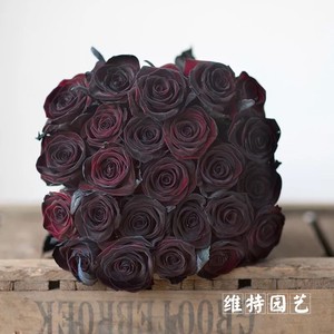 玫瑰花苗 黑巴克月季 黑色玫瑰(black baccara) 切花月季苗