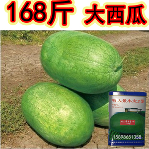 超级大西瓜种子 记录168斤 特大景丰宝二号 山东金丰种业独家出售