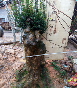 野生三叶赤楠熟桩赤楠下山桩树桩盆景鱼鳞木赤兰绿植办公书桌盆栽