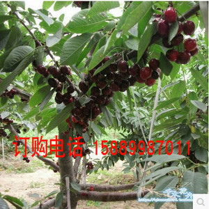 樱桃美国车厘子大樱桃树盆栽水果黑珍珠当年结果南方北方种植盆栽