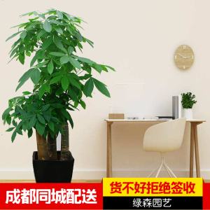 【办公室绿植配送精选推荐】办公室绿植配送价格,图片