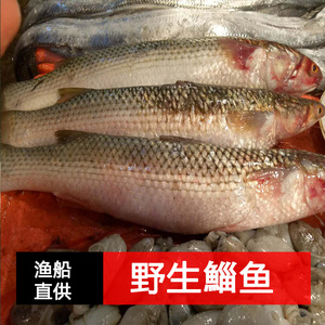 野生梭鱼乌青鱼乌头鲻鲻鱼乌鲻支鱼水产海鲜鲜活鱼新鲜水产