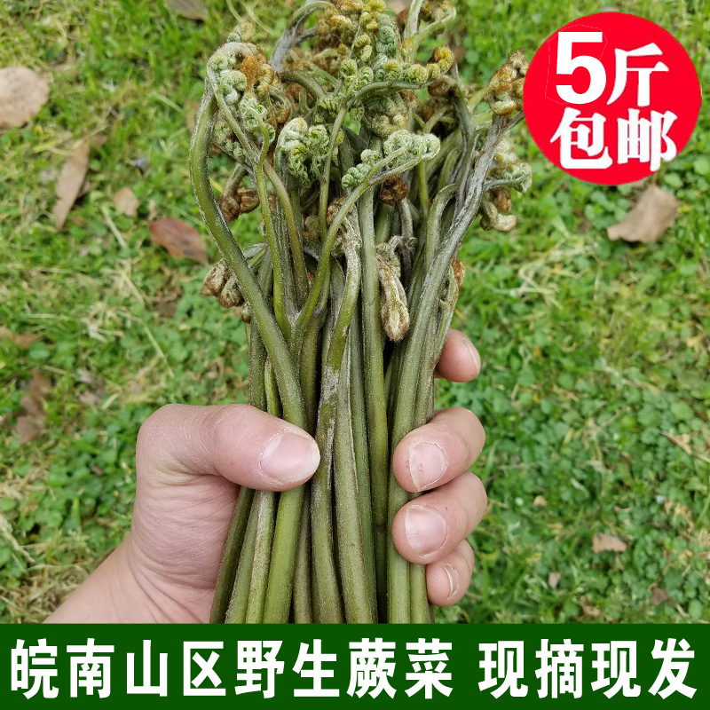 皖南泾县特产新鲜蕨菜野生野菜时令蔬菜生鲜农家绿色蔬菜五斤包邮