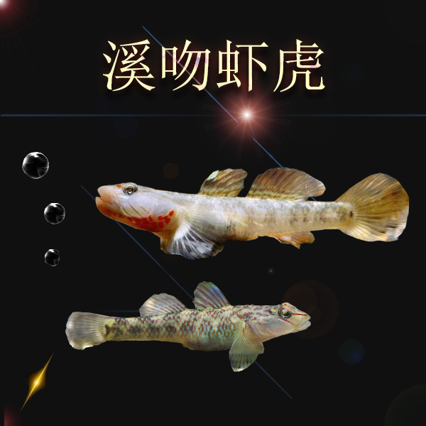 小调水族溪吻虾虎李氏吻虾虎白面虾虎红鳍溪吻虾虎鱼原生鱼观赏鱼