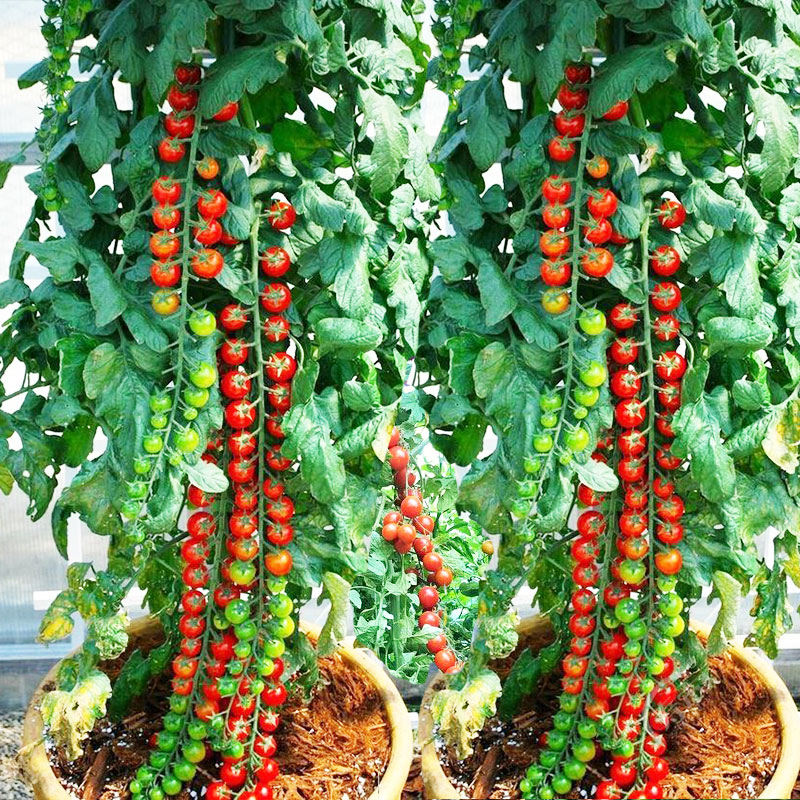 瀑布小番茄种子种籽孑 圣女果樱桃西红柿四季盆栽蔬菜苗 圣女果苗