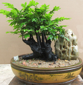 高档小叶檀香紫檀树桩盆景 室内绿植盆栽小叶紫檀木四季常青植物