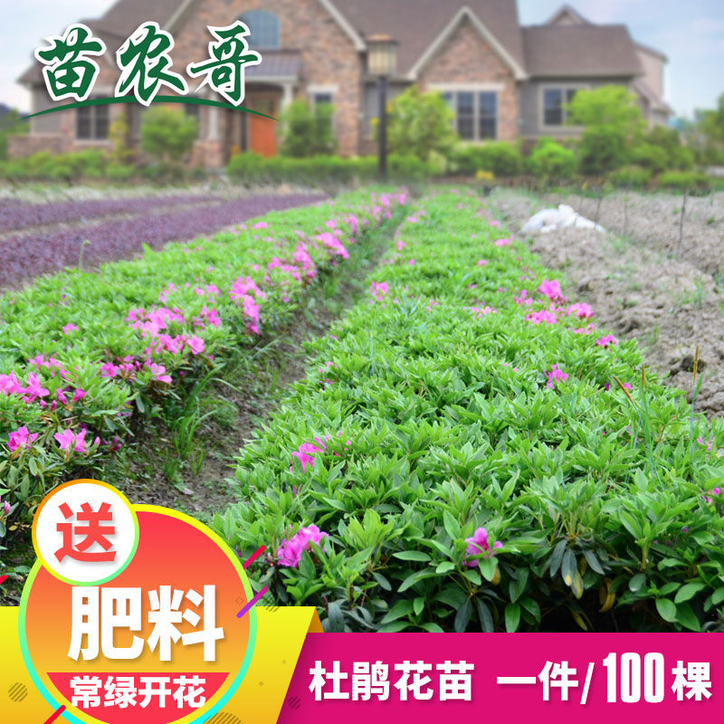 杜鹃苗木 树苗四季常青庭院绿化苗木 花园植物庭院绿植花卉毛杜娟