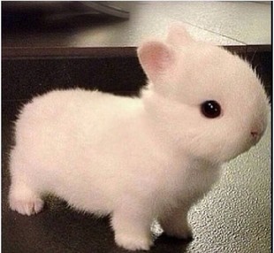 宠物兔活体侏儒兔活体垂耳兔海棠道奇盖脸猫猫兔茶杯兔迷你兔兔