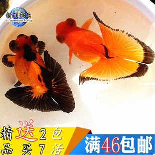 金鱼活体观赏鱼五花蓝蝶尾包金红黑碟舞招财鱼风水淡水族宠物鱼