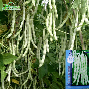 b架豆王豆角种子长芸豆白不老四季豆白芸架豆种子 高产菜豆种 span