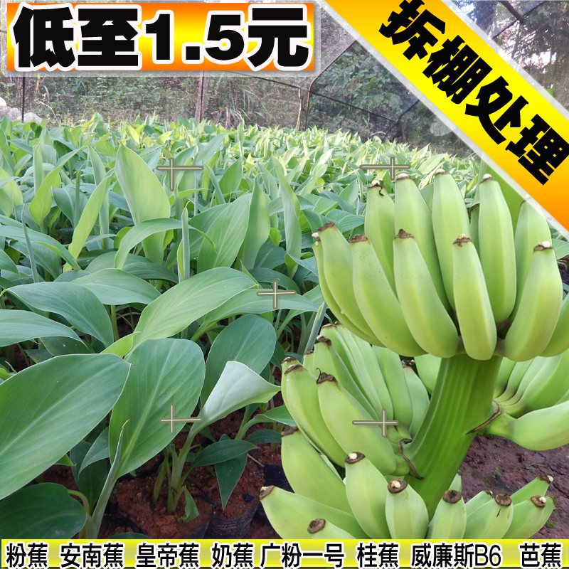 安南蕉粉蕉广粉西贡桂蕉奶蕉皇帝蕉中蕉9号南方香蕉苗树水果木苗