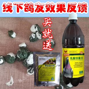 鸽药欧耐得活菌王肠道下痢水便肠炎益生菌活菌粉赛鸽信鸽鸽子药