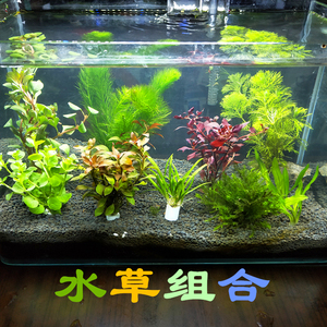 盛慧水族鱼缸造景真活体 span class=h>水草/span>绿菊花草金钱红波