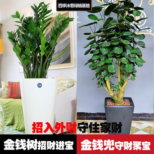 办公室内盆景大型绿植发财树招财植物金钱树金钱兜盆栽福禄桐树桩