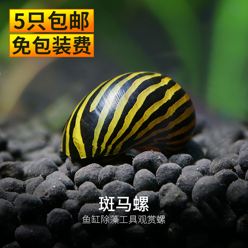 斑马螺 鱼缸观赏螺水族箱强效清洁螺 除藻螺草缸活体工具螺1026