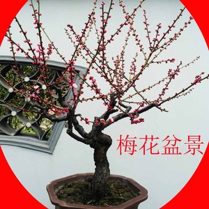 红梅花盆景树桩树苗四季造型盆栽植物室内花卉原生梅浓香型骨里红$