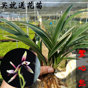 【连城兰花庭院植物/行道树木/果树】连城兰花品牌庭院植物/行道树木