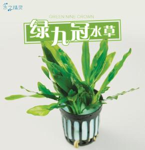 品牌名称 皇冠水草迷你绿九冠