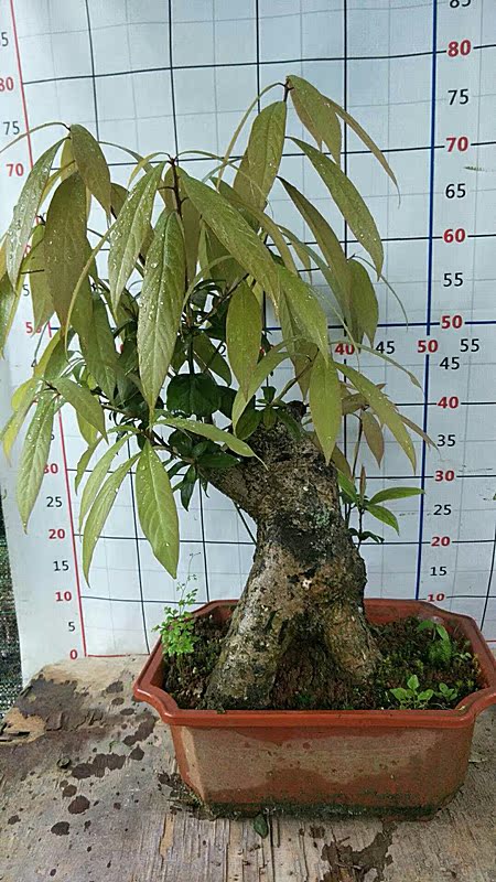 绿植盆栽 野生楠木精品小盆栽 盆景树桩熟桩金丝楠木室内花卉盆花