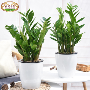 金钱树 span class=h></p></a>盆栽 /span> span class=h>招财 /span>树室内