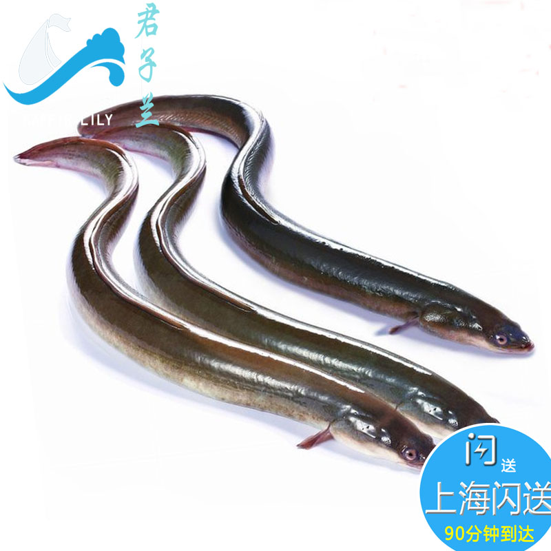 上海鲜活生猛白鳝鲜活鳗鲡青鳝白鳗河鳗鳗鱼寿司新鲜白鳝鱼500g