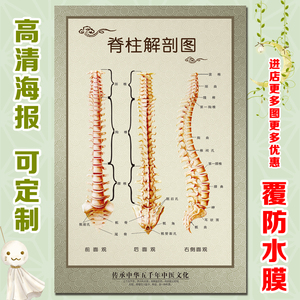 脊柱全貌脊椎相关疾病示意图医学宣传挂图人体器官解剖图医院贴图