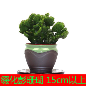 小徐依然膨珊瑚棒 span class=h>植物 /span>盆栽缀化绿植 span class