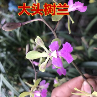 洋兰大头树兰办公室阳台绿植花卉盆栽包邮