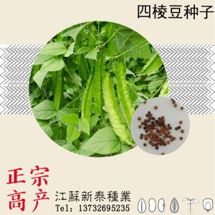 散装四棱豆种子 龙豆 四角豆 扬桃豆翼豆翅豆皇帝豆种子 包邮