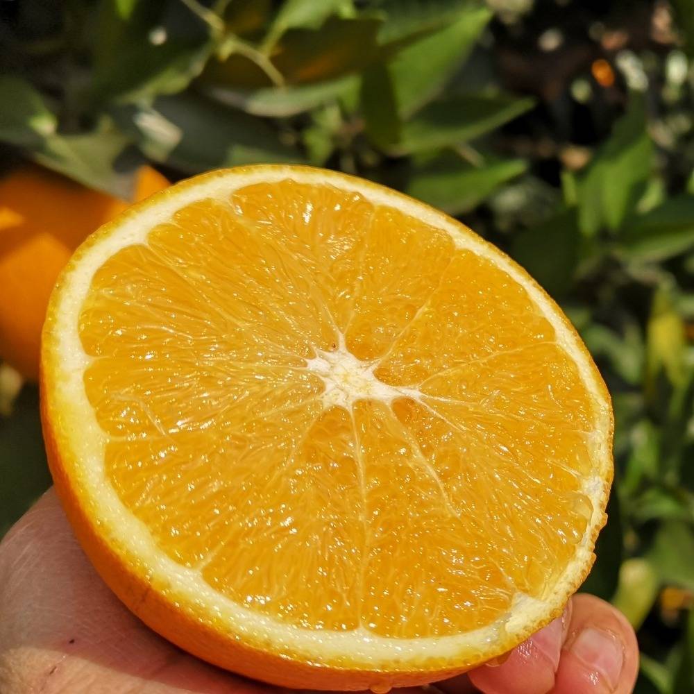四川金堂三溪脐橙新鲜橙子(单果55-90mm)非赣南脐橙爱媛38号5斤装