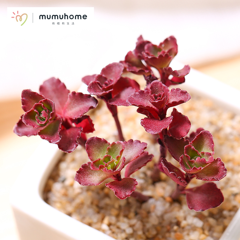 MuMuHome小球玫瑰多肉植物室内小盆栽迷你肉肉绿植创意肉肉植物