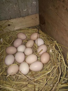 新鲜土鸡蛋农家散养月子笨鸡蛋图片
