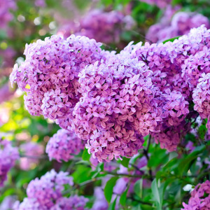 丁香花苗 庭院植物 丁香花树苗 桂花 紫藤花苗 盆栽花卉 香飘十里