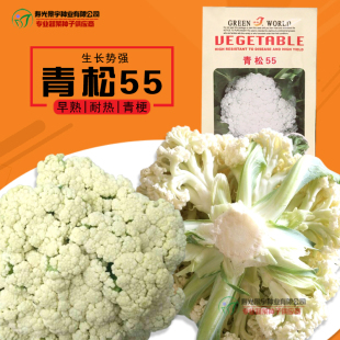 青松55松花菜种子 青梗菜花 花椰菜种子早熟耐热10g 白花菜